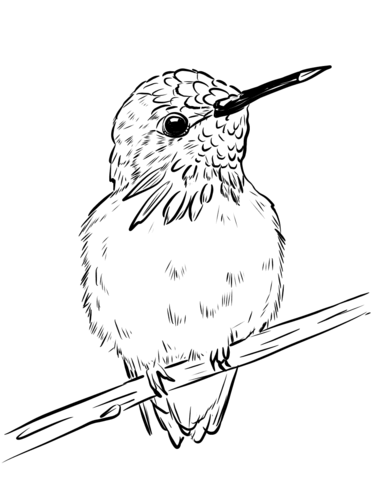 Calliope Hummingbird Coloring Page